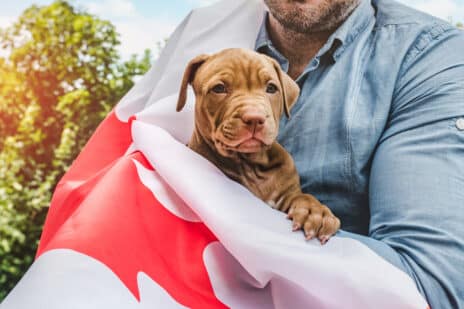 move canada with pets